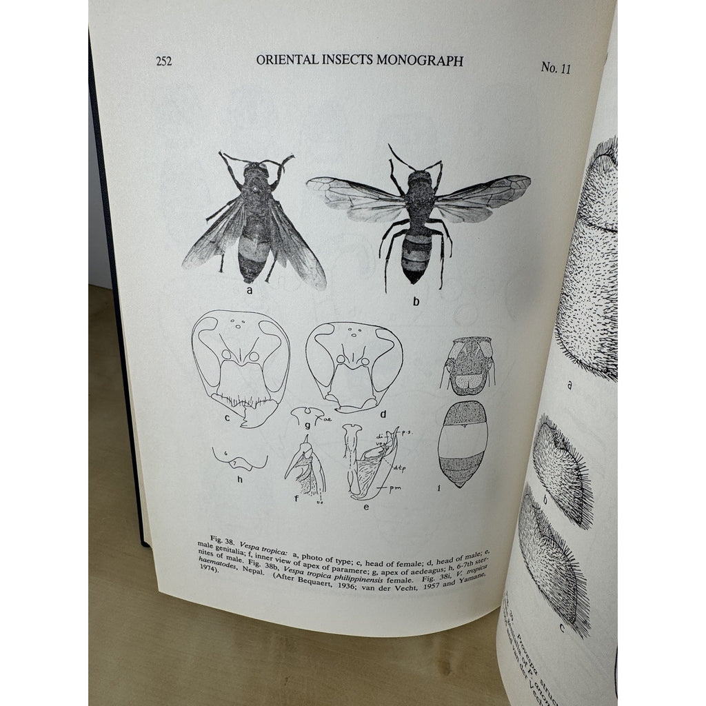 The Social Wasps of India & Adjacent Countries 1989 Hardcover Entomology