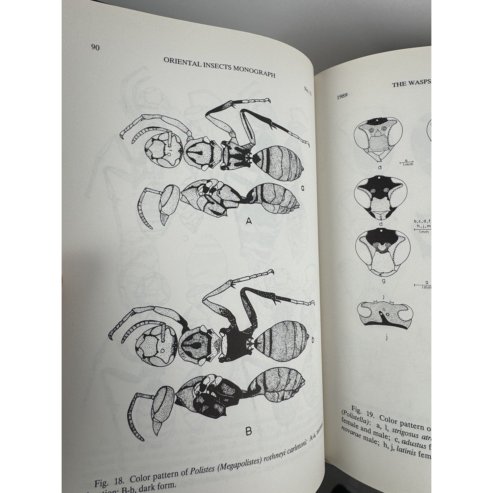 The Social Wasps of India & Adjacent Countries 1989 Hardcover Entomology